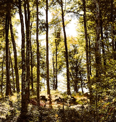 a tree in a forest