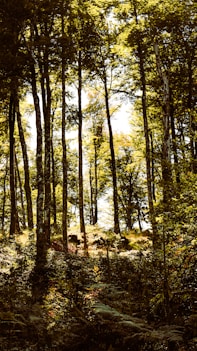 a tree in a forest