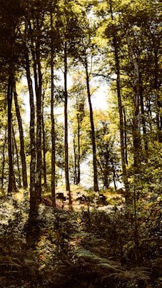 a tree in a forest