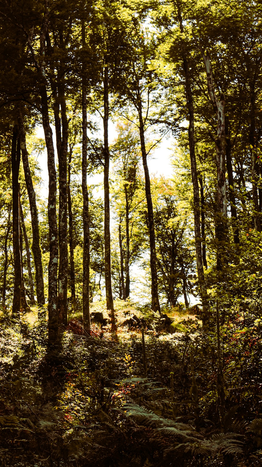 uma árvore em uma floresta