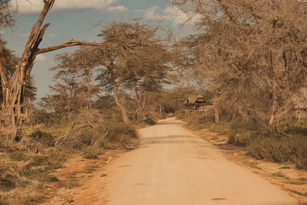 a dirt road surrounded by trees and bushes