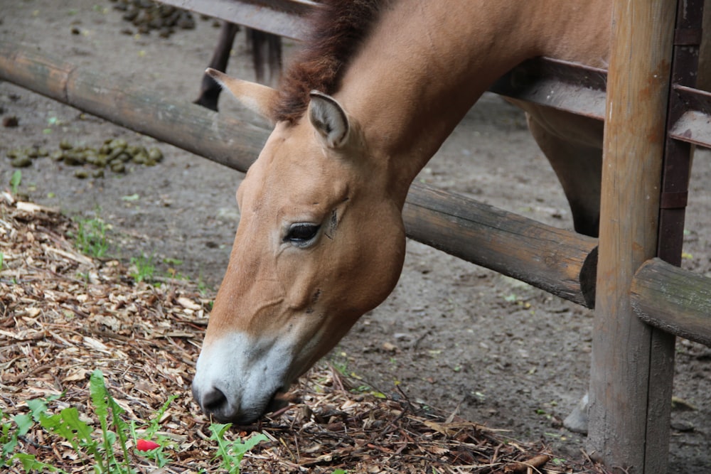 a brown horse eating grass in a fenced in area