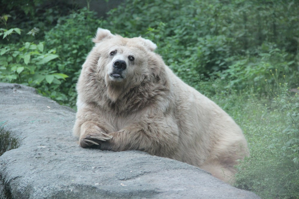 um grande urso branco sentado em cima de uma rocha