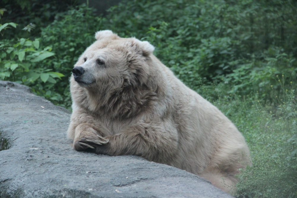 a large white bear sitting on top of a rock