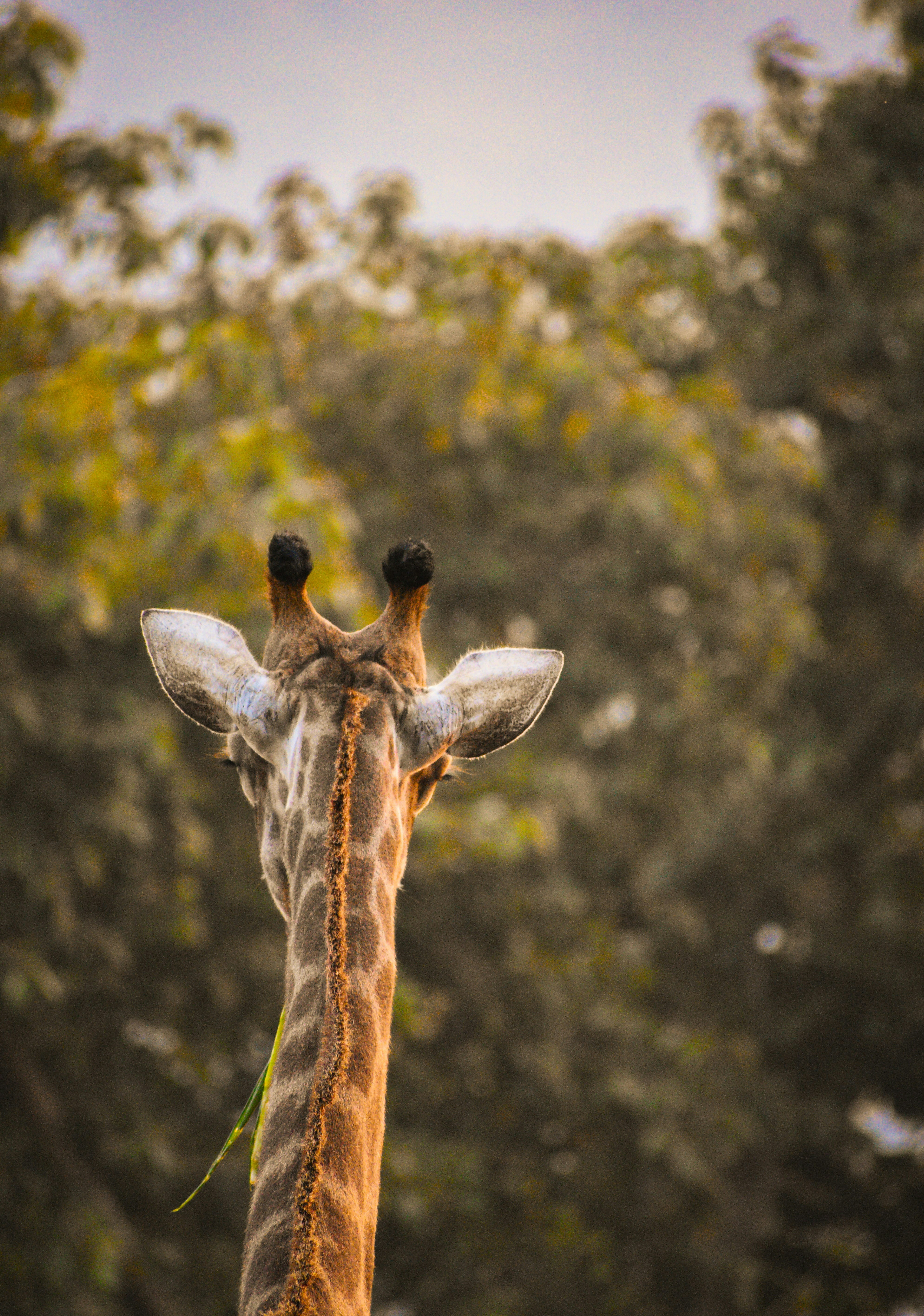 Wildlife Conservation Efforts in Kenya