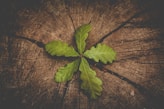 a leaf that is sitting on a piece of wood