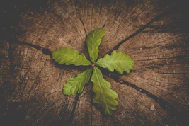 a leaf that is sitting on a piece of wood