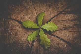 a leaf that is sitting on a piece of wood