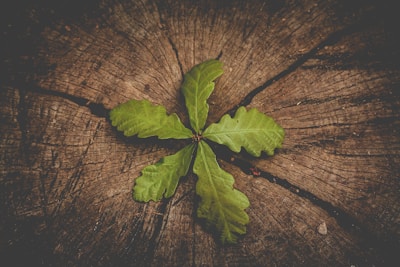 a leaf that is sitting on a piece of wood