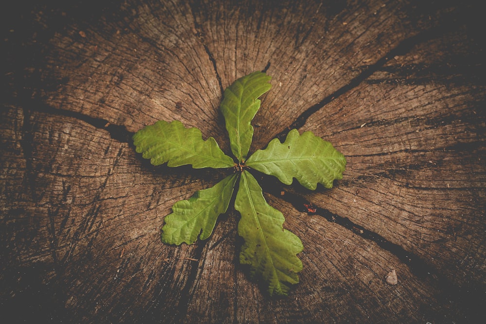 ein Blatt, das auf einem Stück Holz sitzt