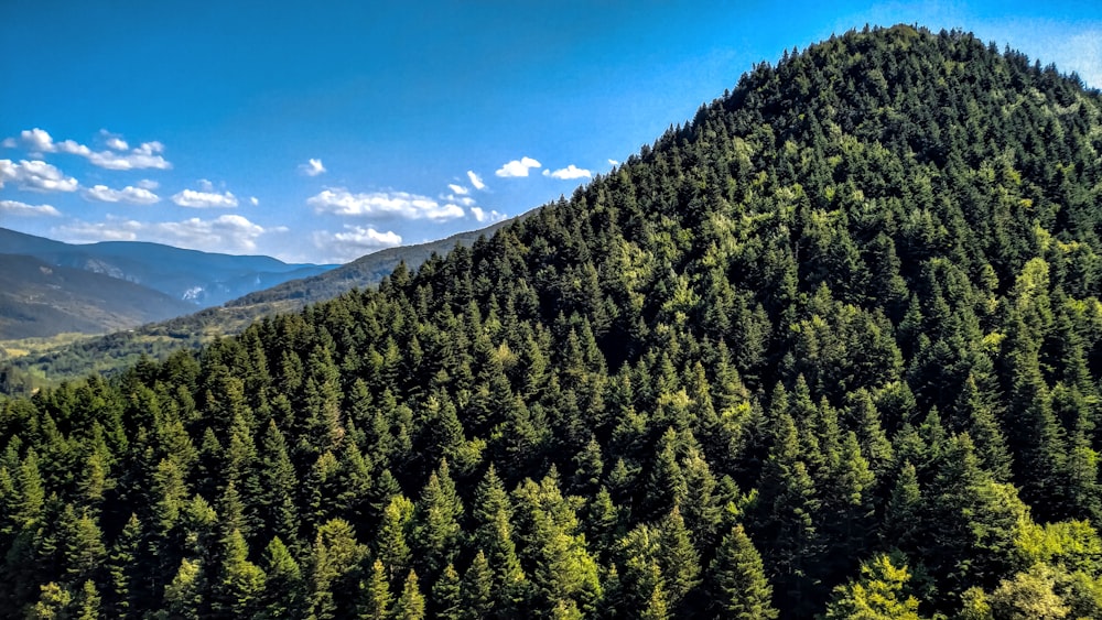 a mountain covered in lots of trees under a blue sky