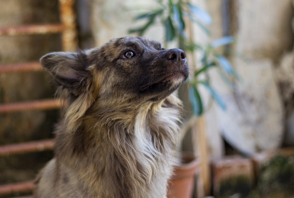 何かを見上げる茶色と白の犬