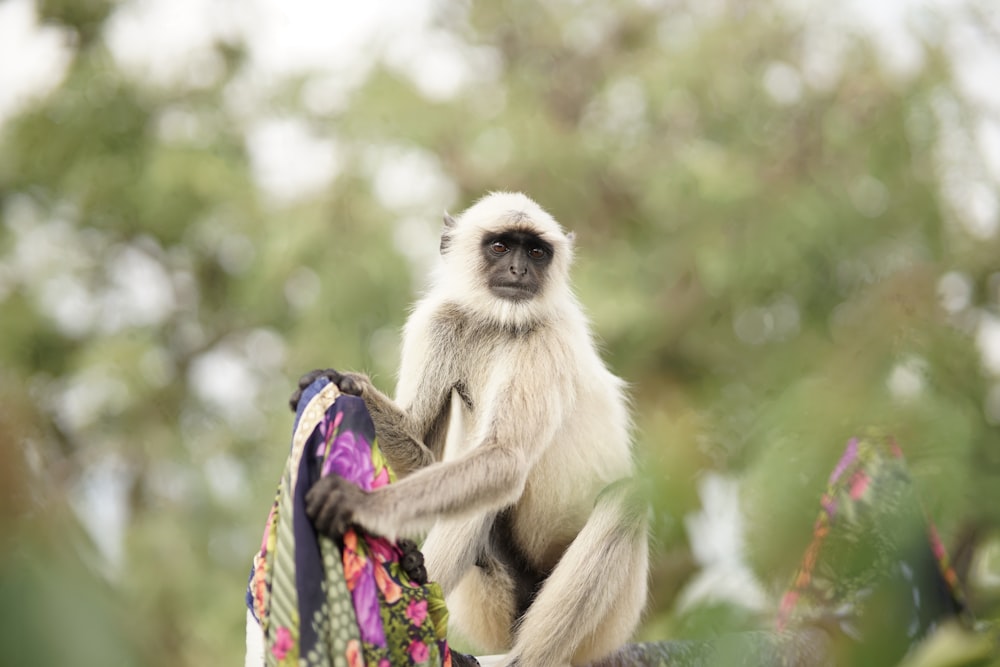 a monkey sitting on top of a colorful blanket