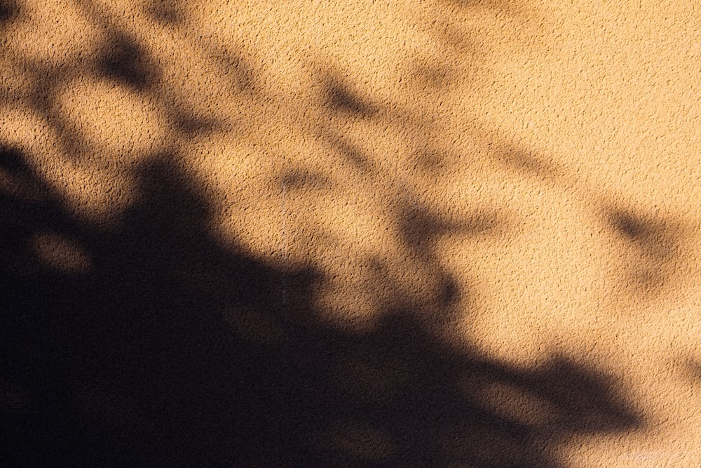 the shadow of a plant on a wall