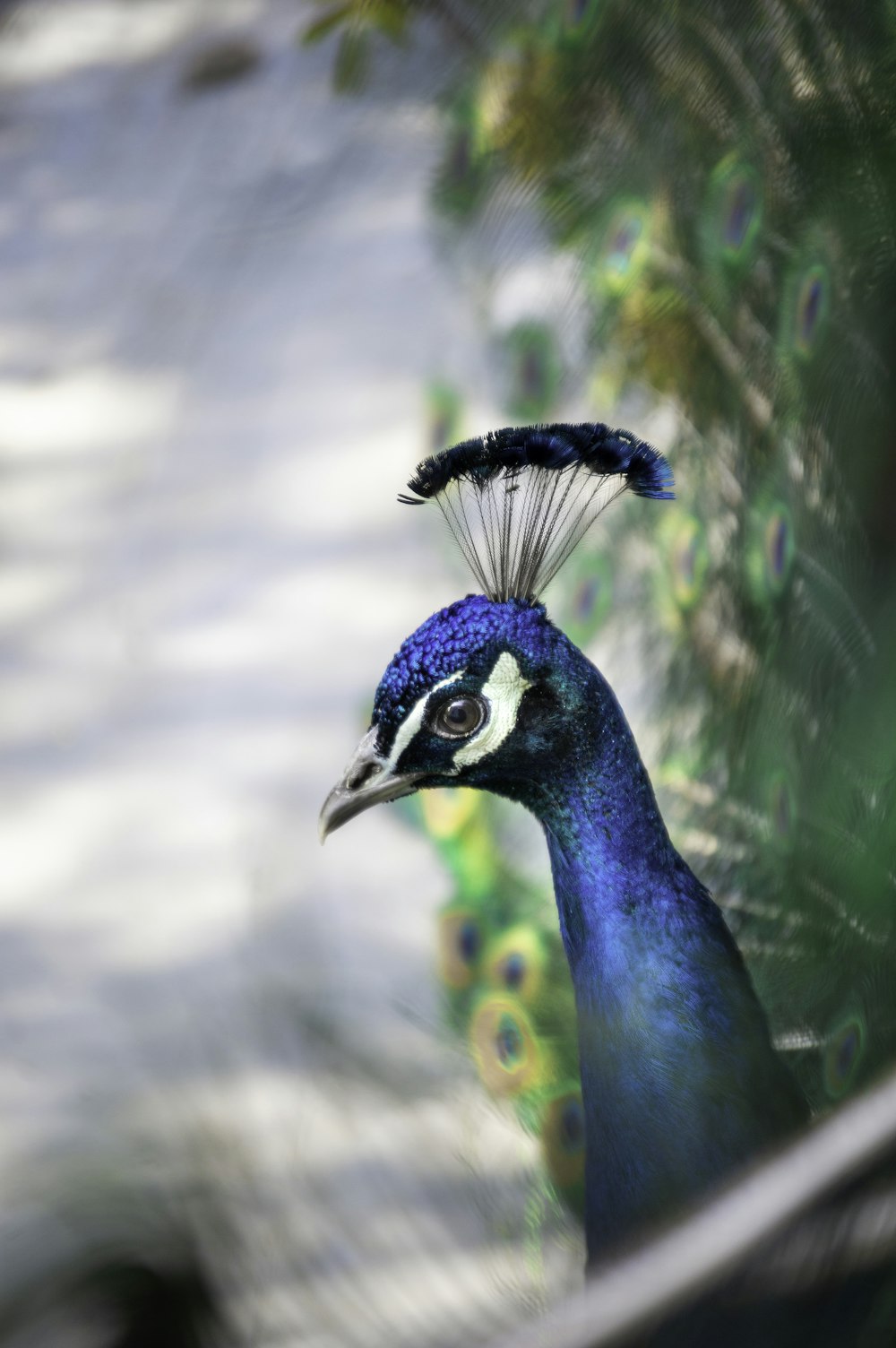 a peacock with a blue head and tail