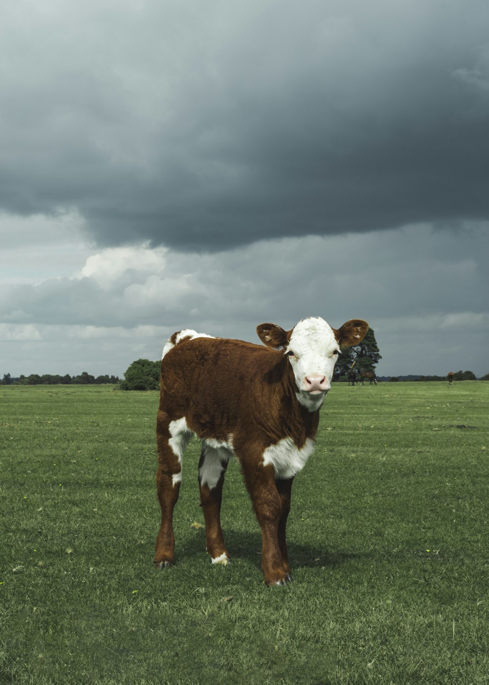 a brown and white cow standing on top of a lush green field