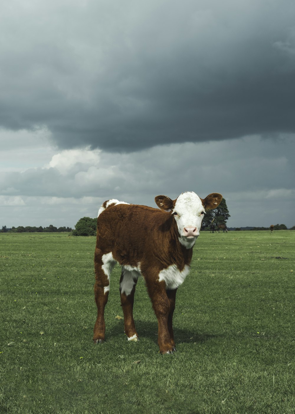 Una vaca marrón y blanca de pie en la cima de un exuberante campo verde