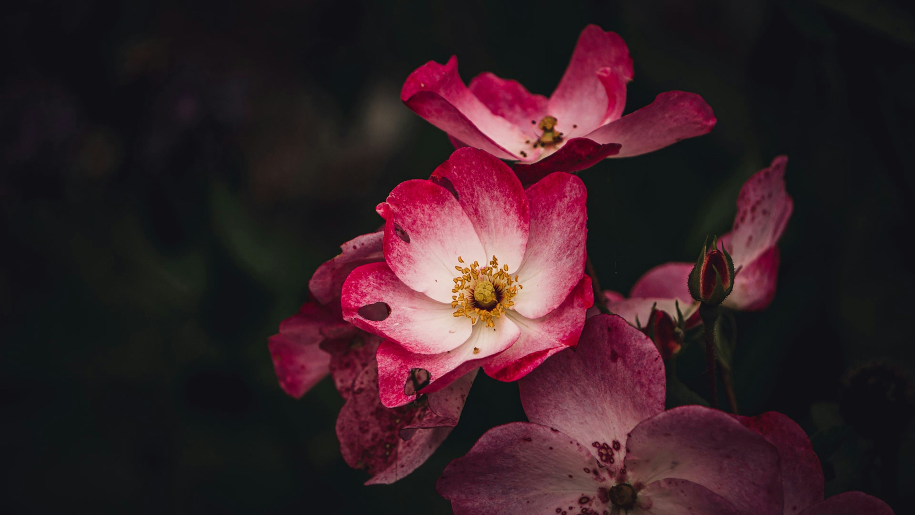 Photo by dreamlandscape