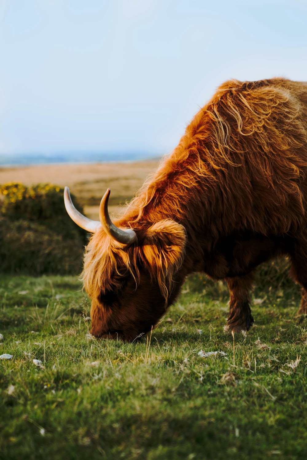 a brown animal with long horns grazing in a field