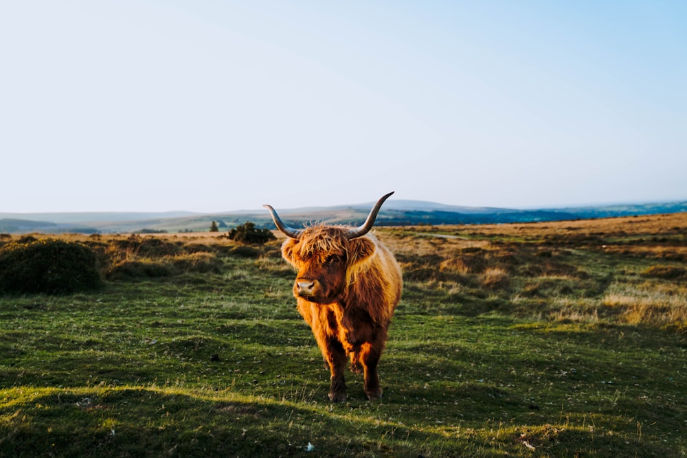 a brown cow standing on top of a lush green field