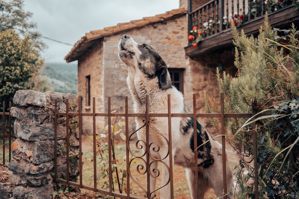 a dog standing on its hind legs behind a fence