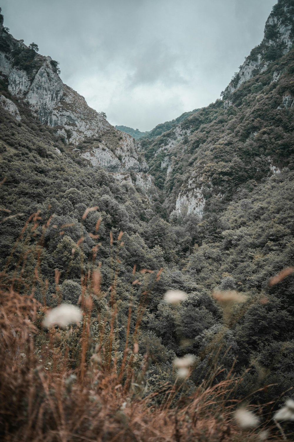 a view of a mountain range with tall grass in the foreground