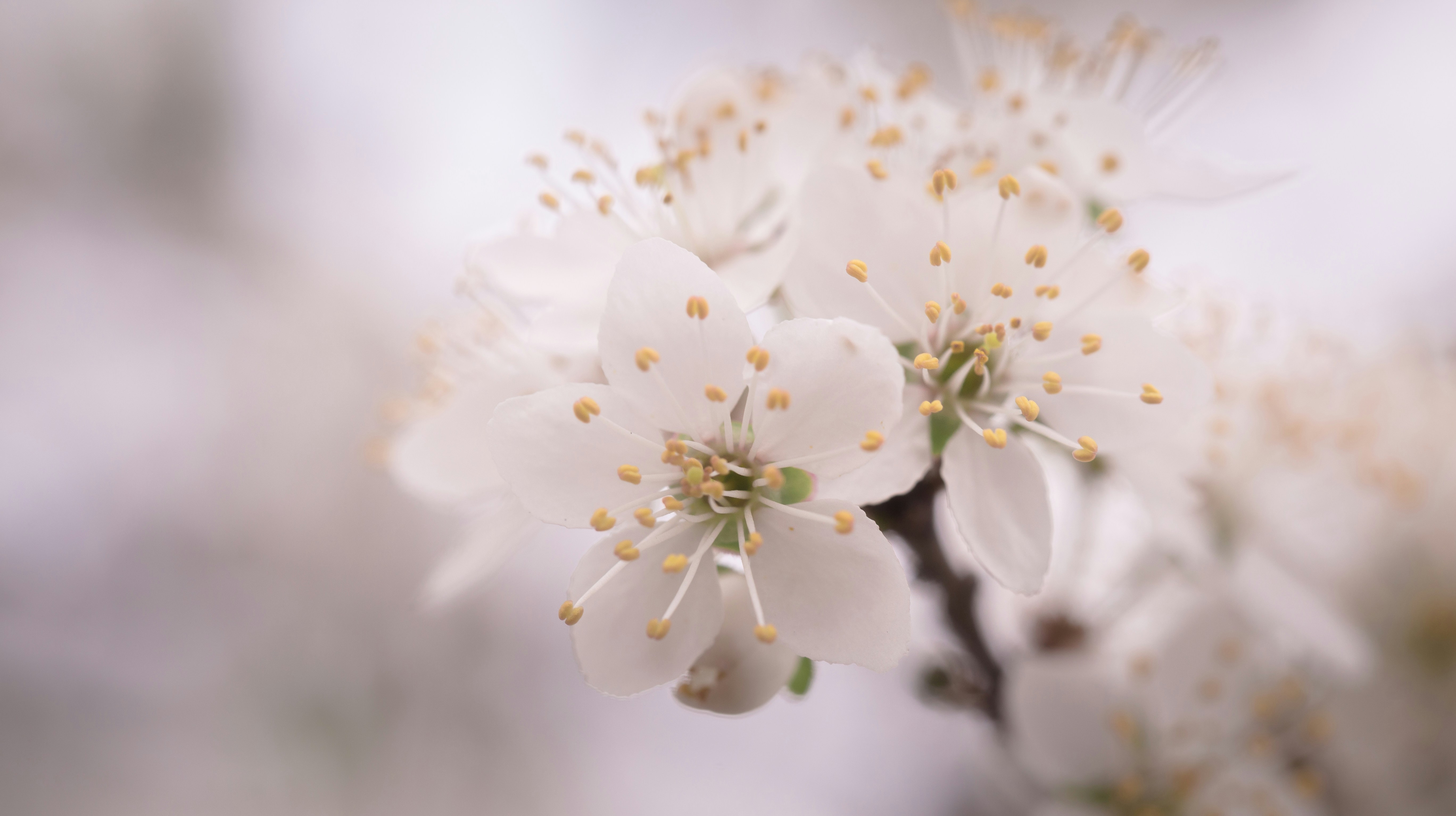 Photo by blooddrainer