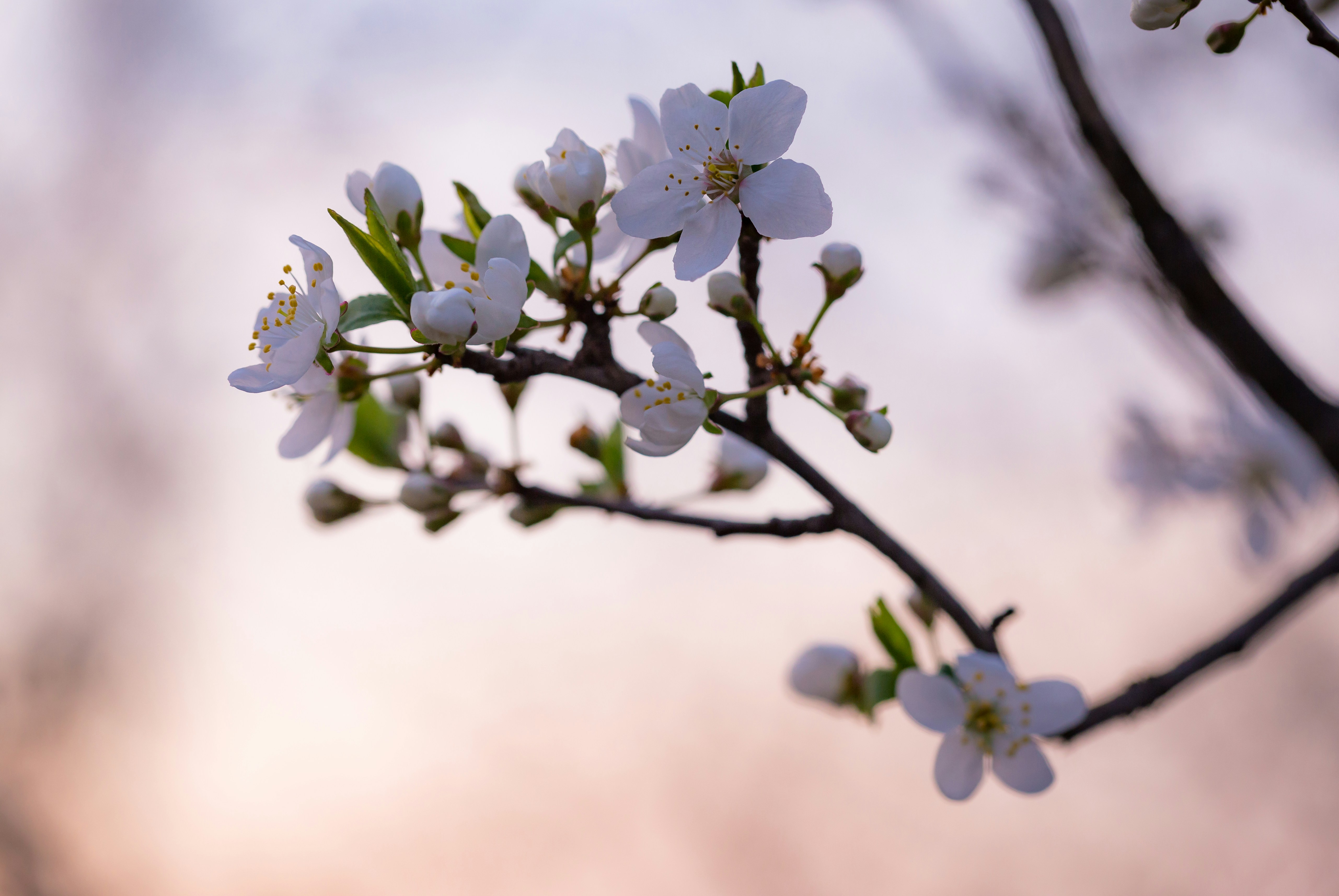 Photo by blooddrainer