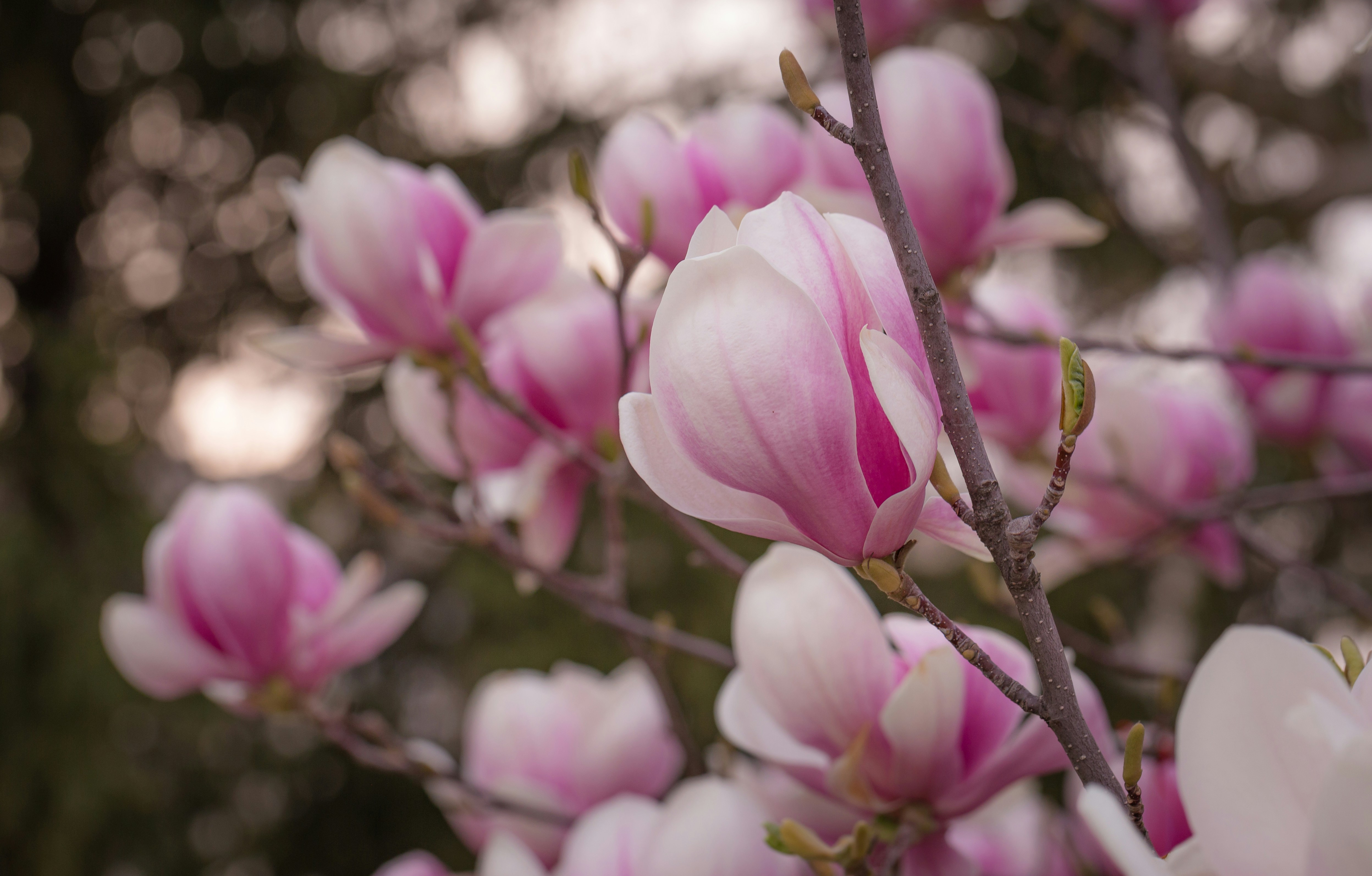 Photo by blooddrainer