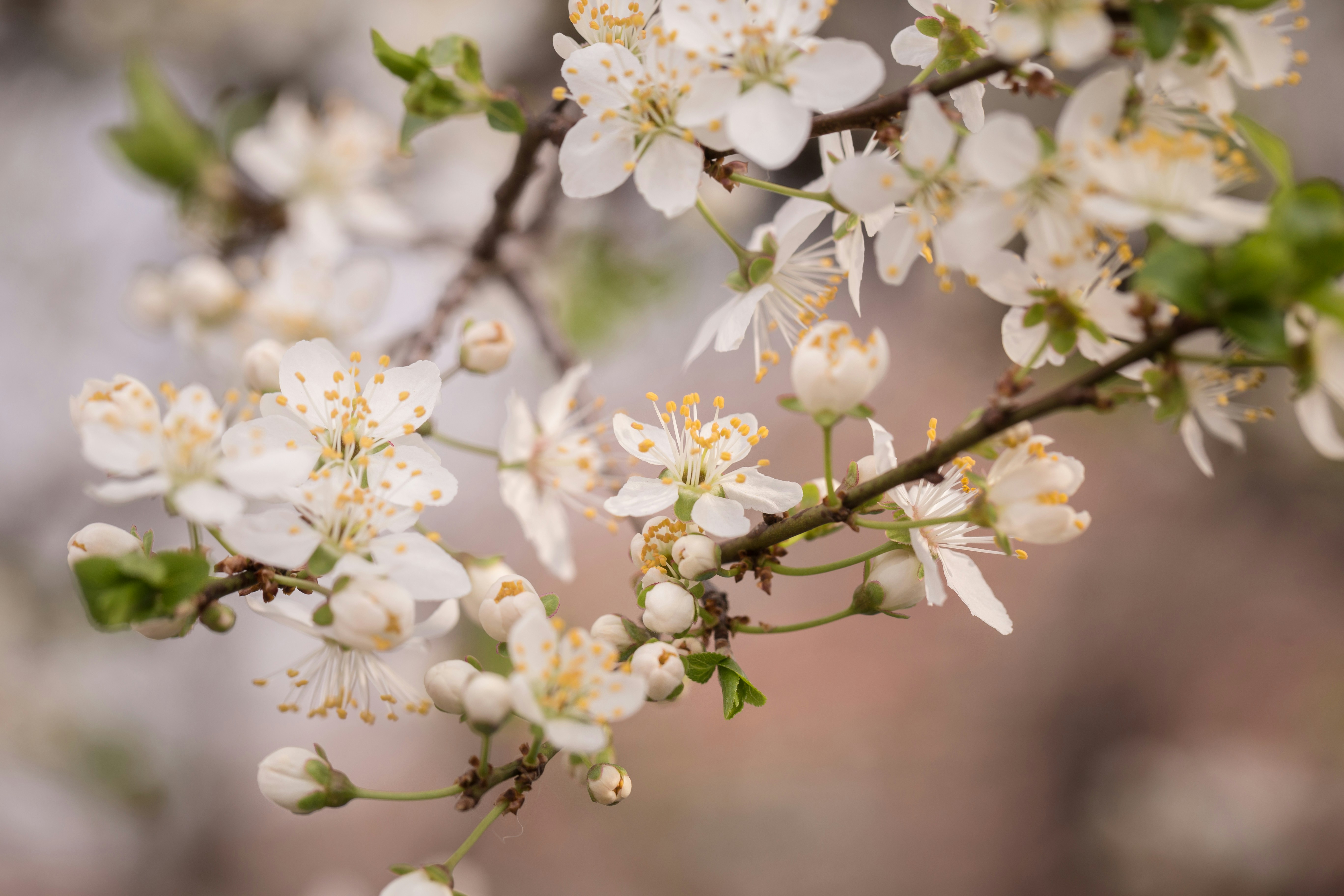 Photo by blooddrainer