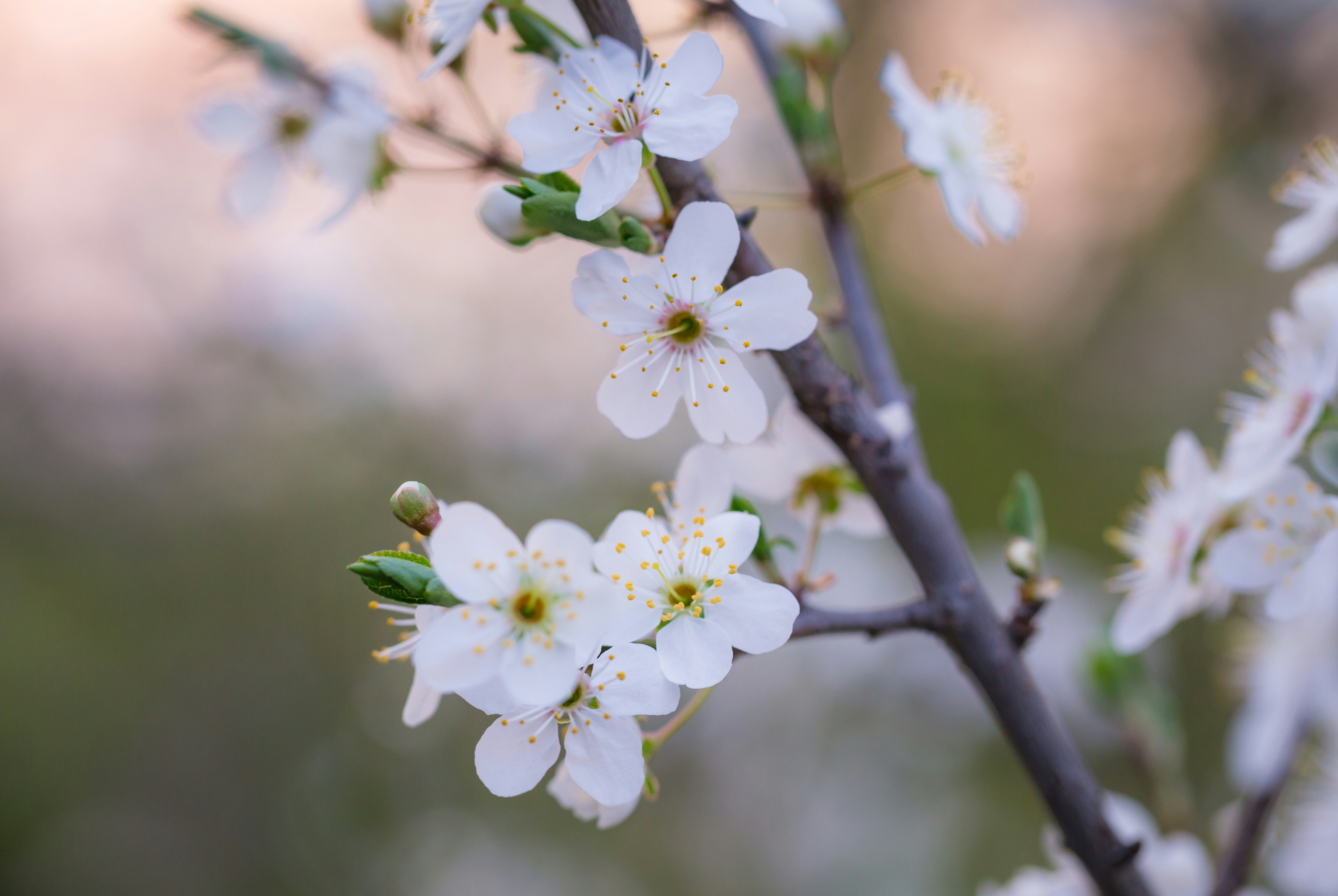 Photo by blooddrainer