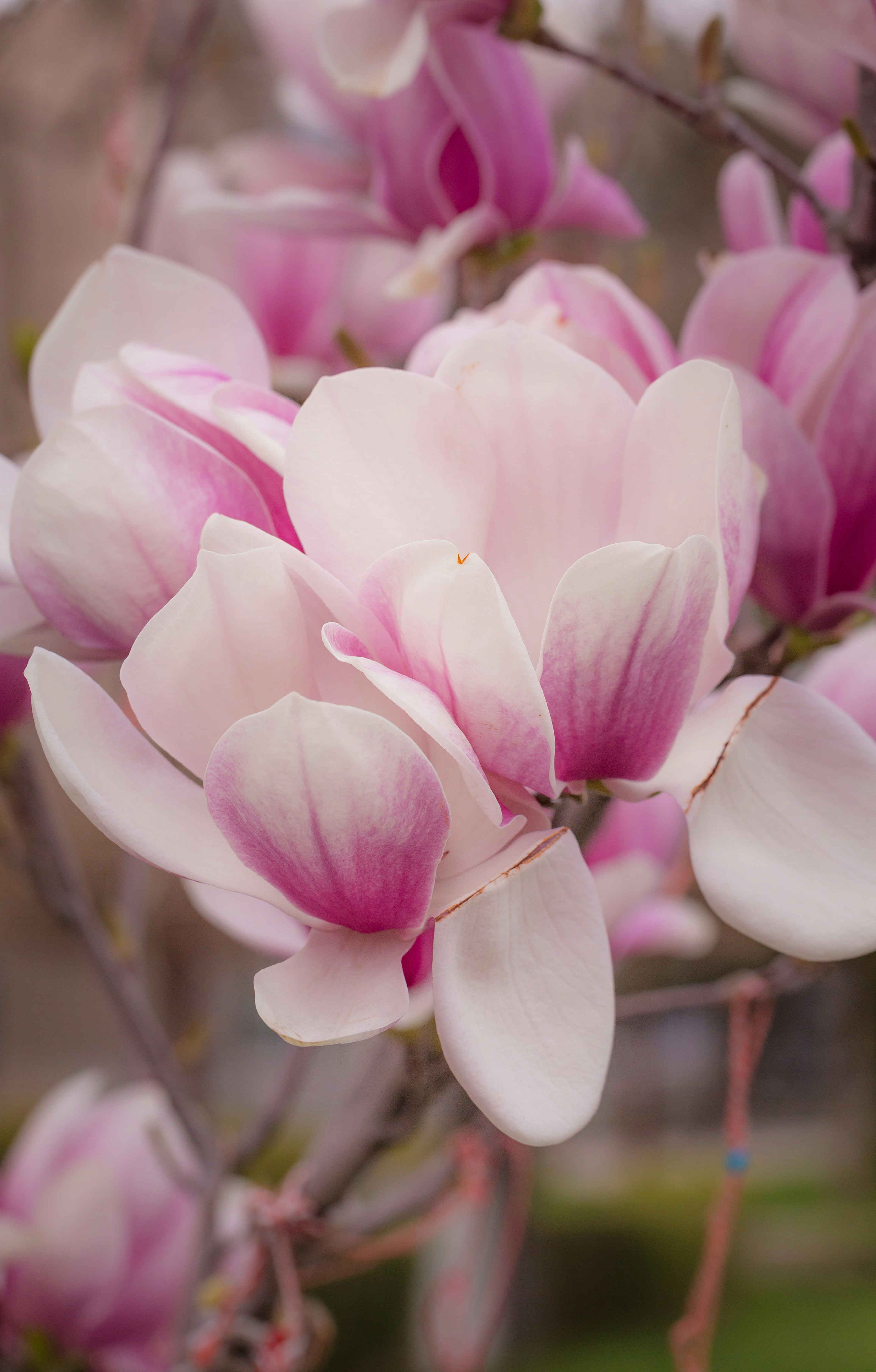 Photo by blooddrainer