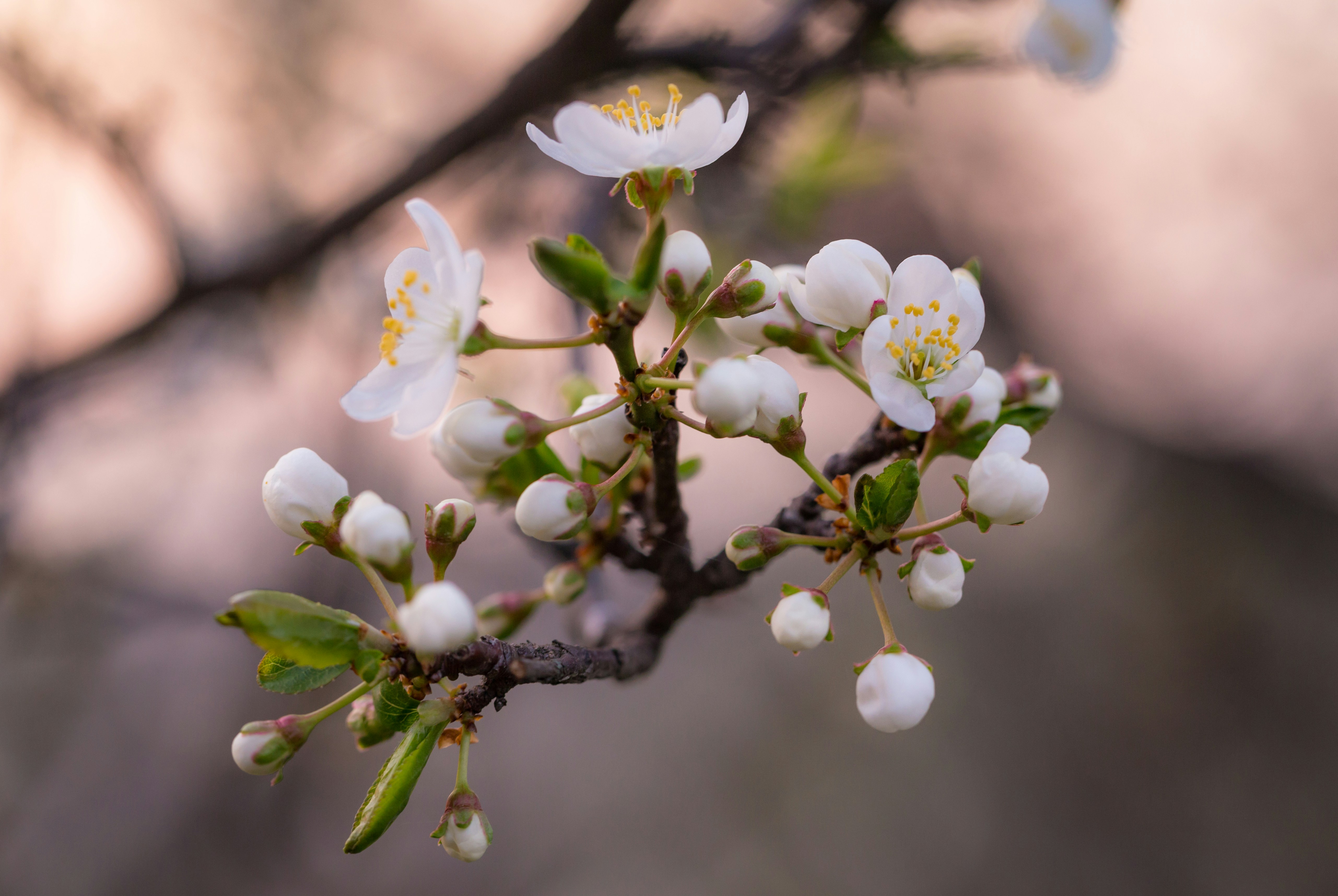 Photo by blooddrainer