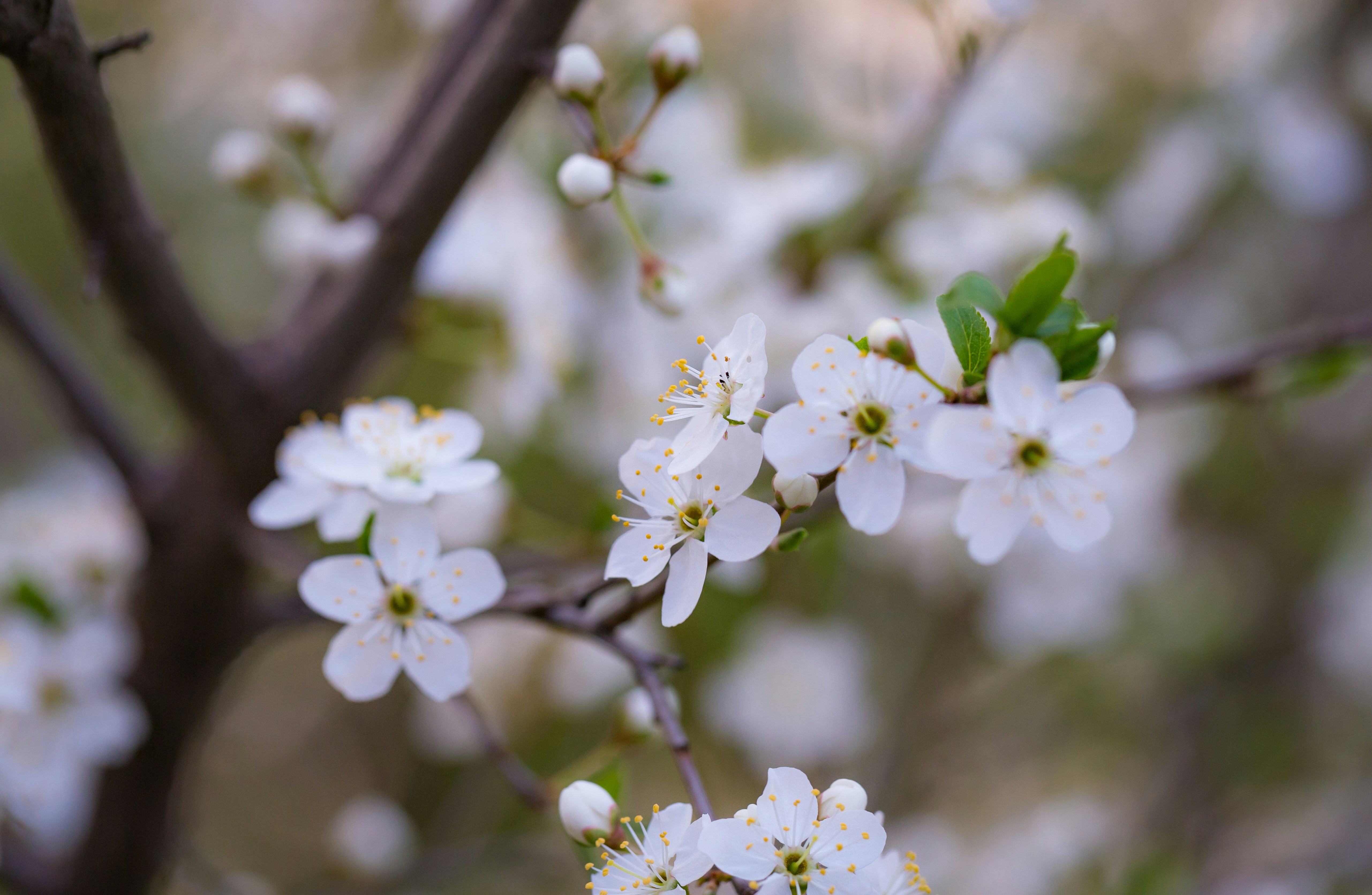 Photo by blooddrainer