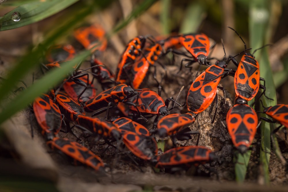 a group of red and black bugs sitting on top of a leaf