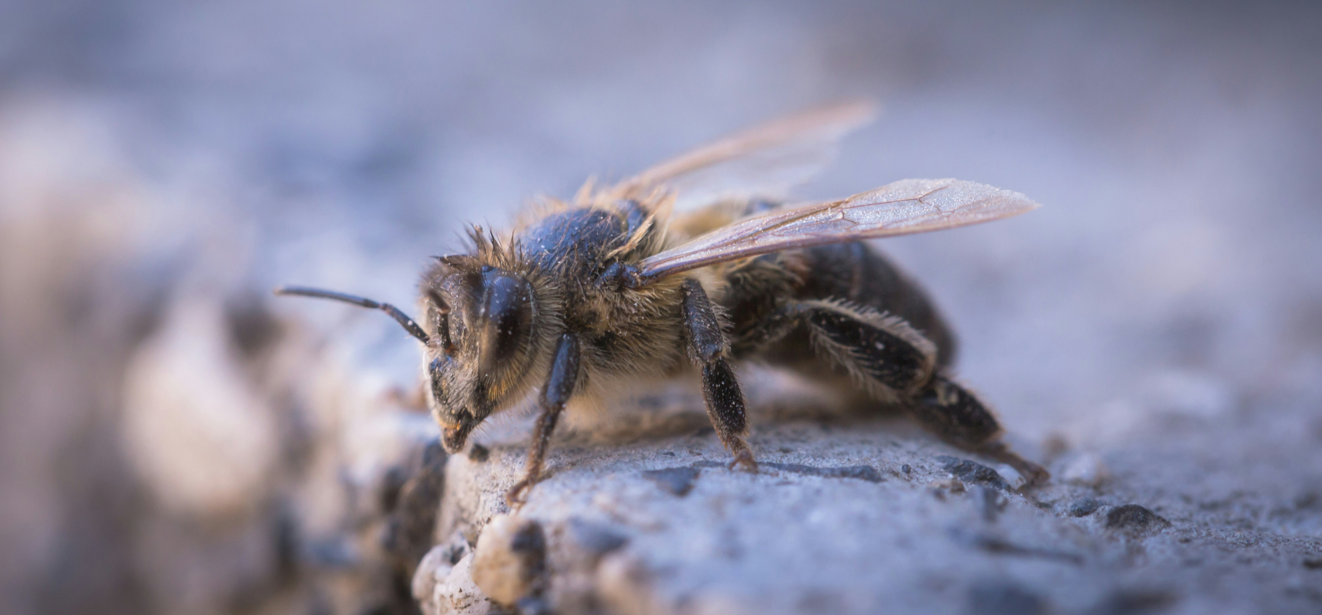 Photo by blooddrainer