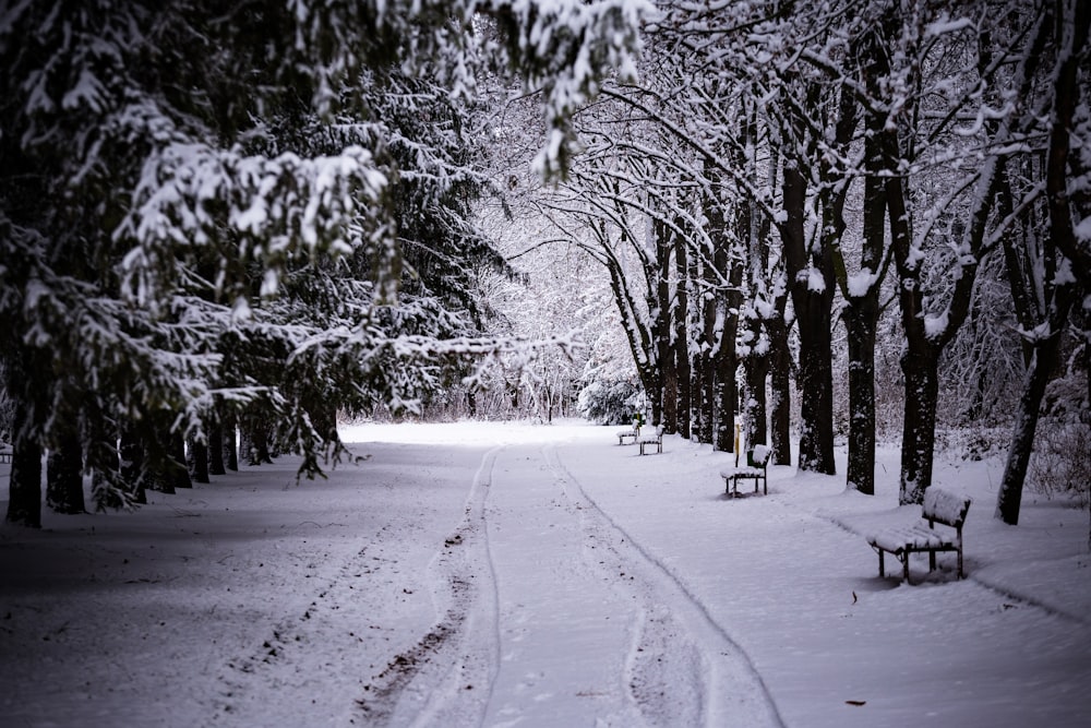 Un parque cubierto de nieve con bancos y árboles