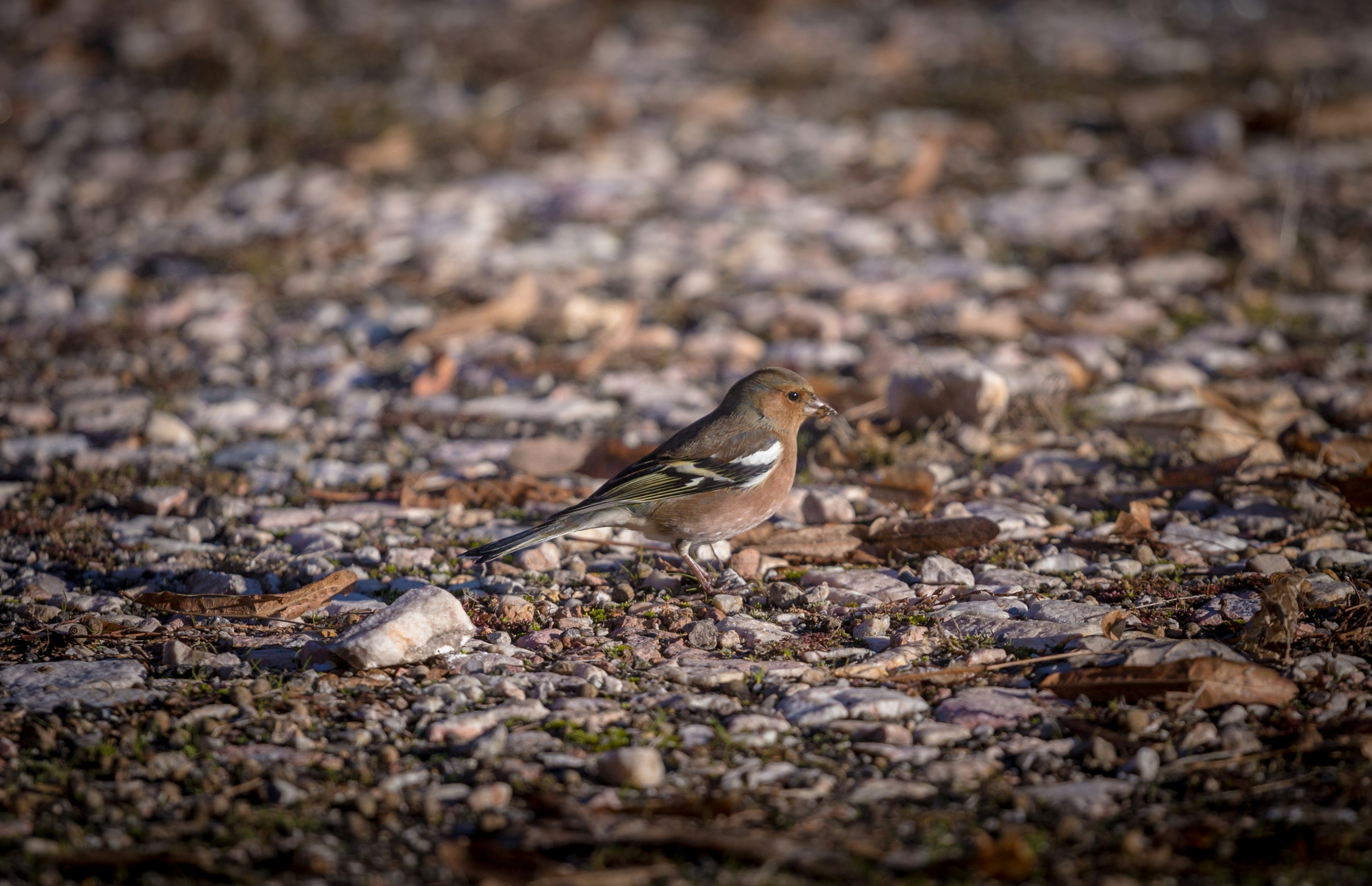 a small bird standing on a rocky ground