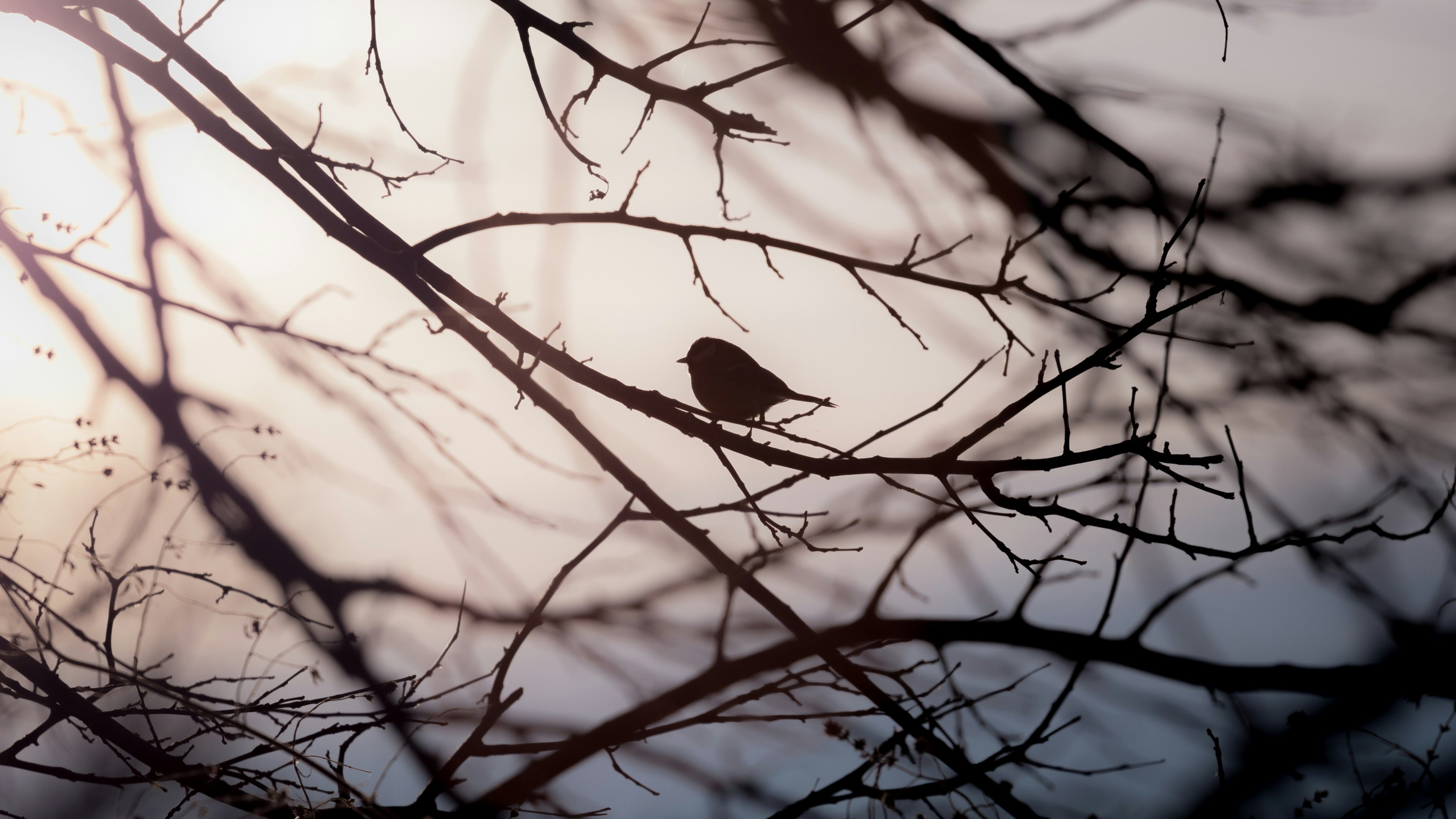 Photo by blooddrainer