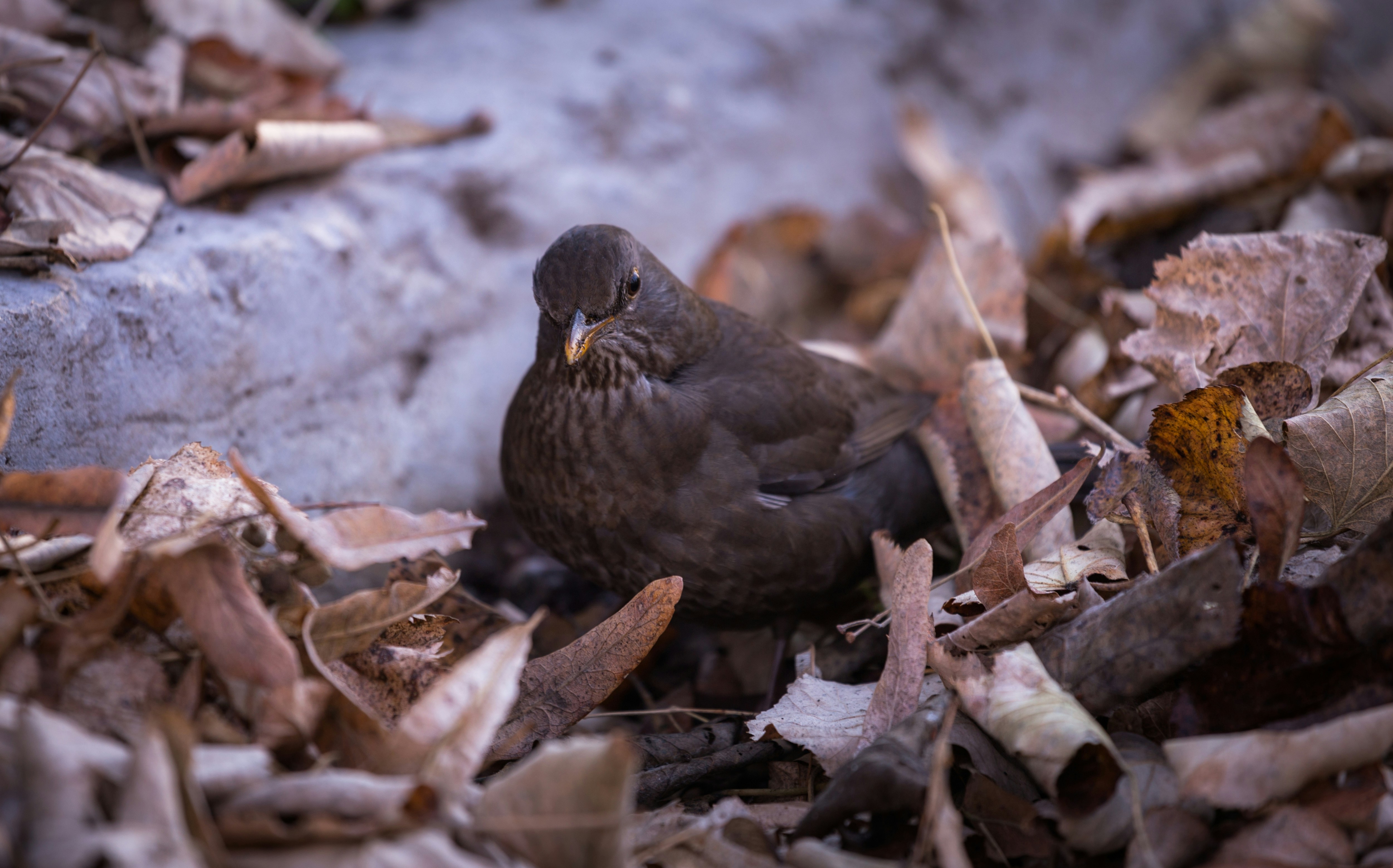 Photo by blooddrainer