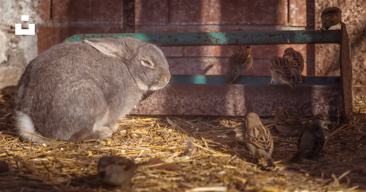 A rabbit sitting in hay next to a bunch of birds photo – Free Animal ...