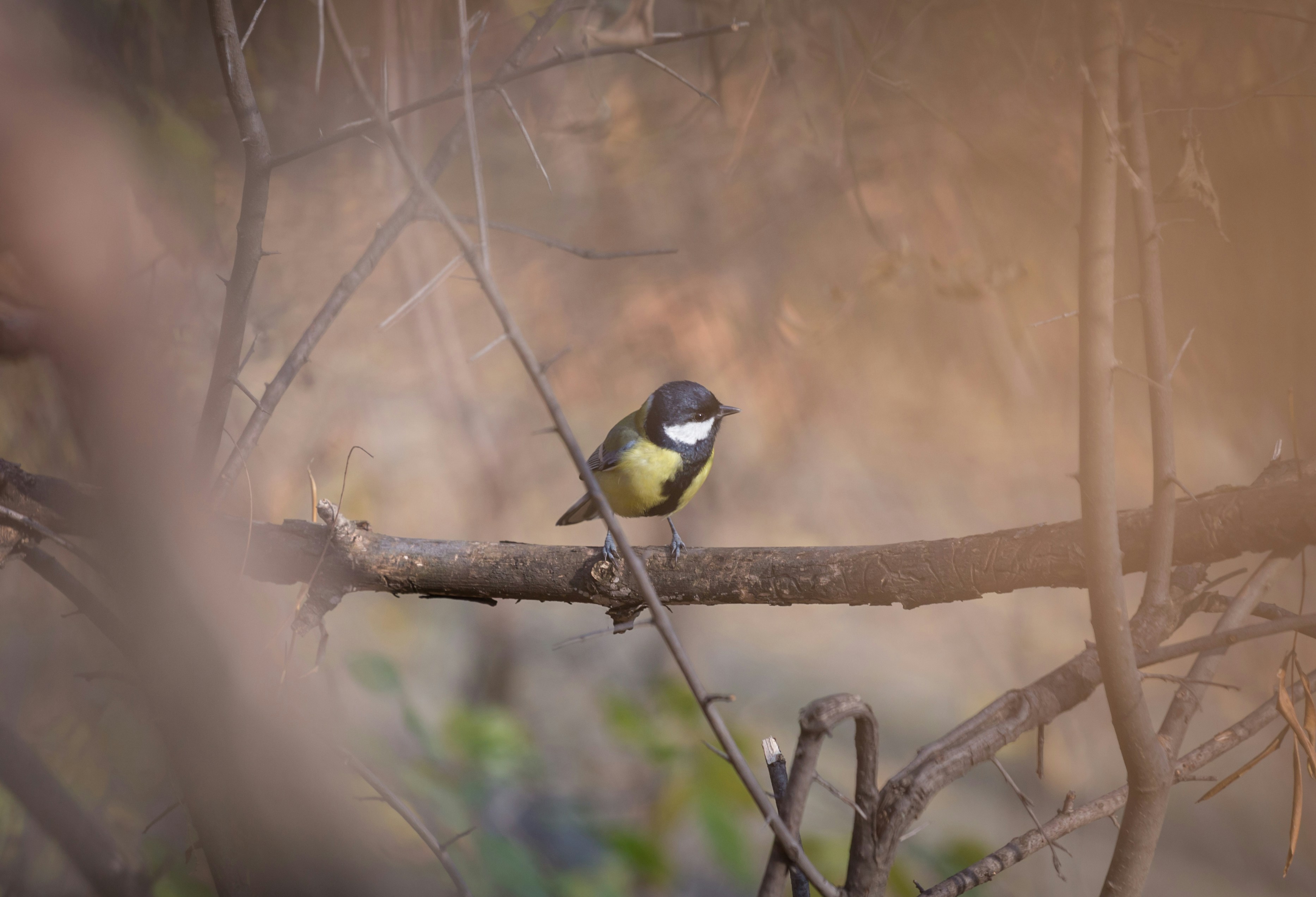 Photo by blooddrainer