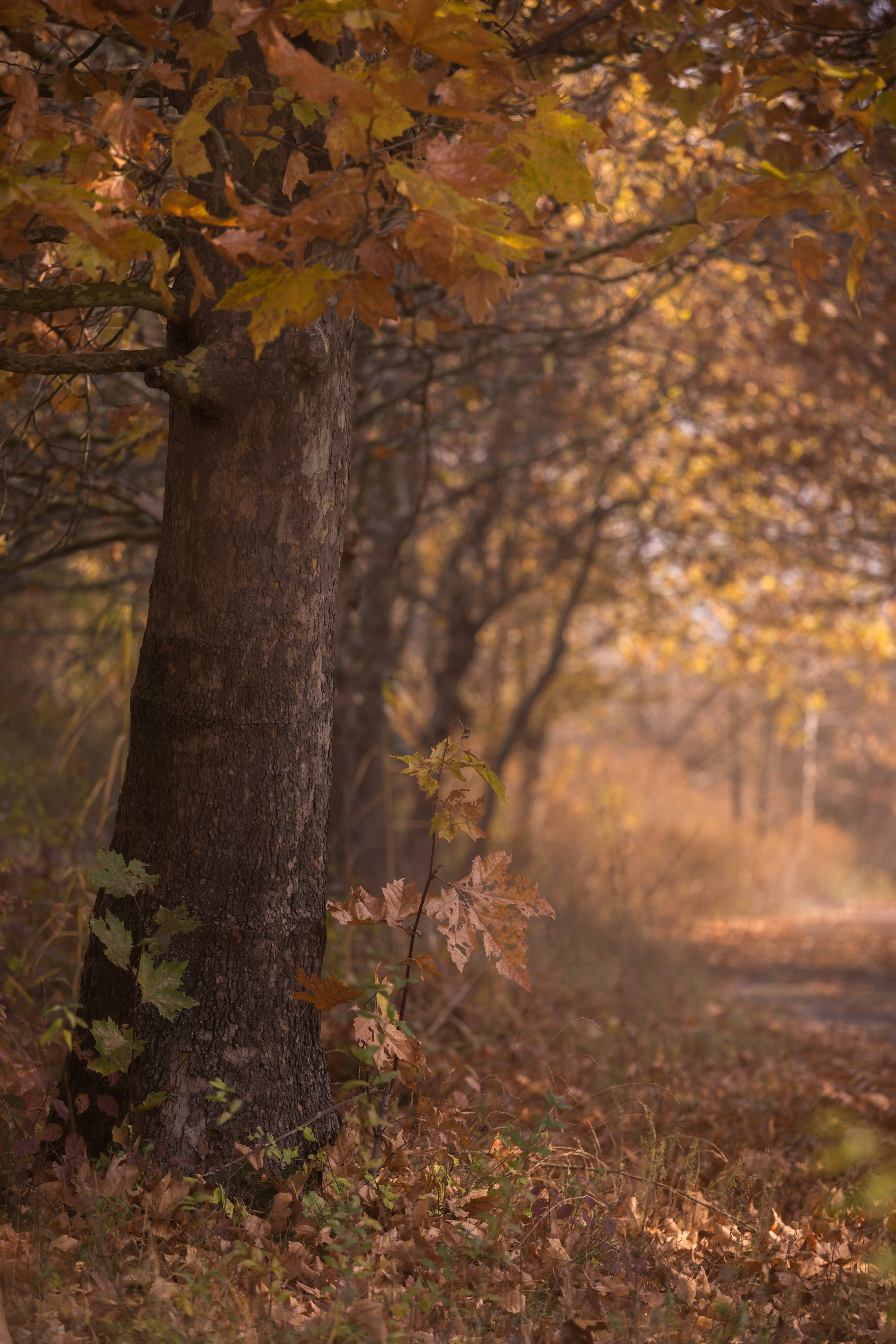 Photo by blooddrainer