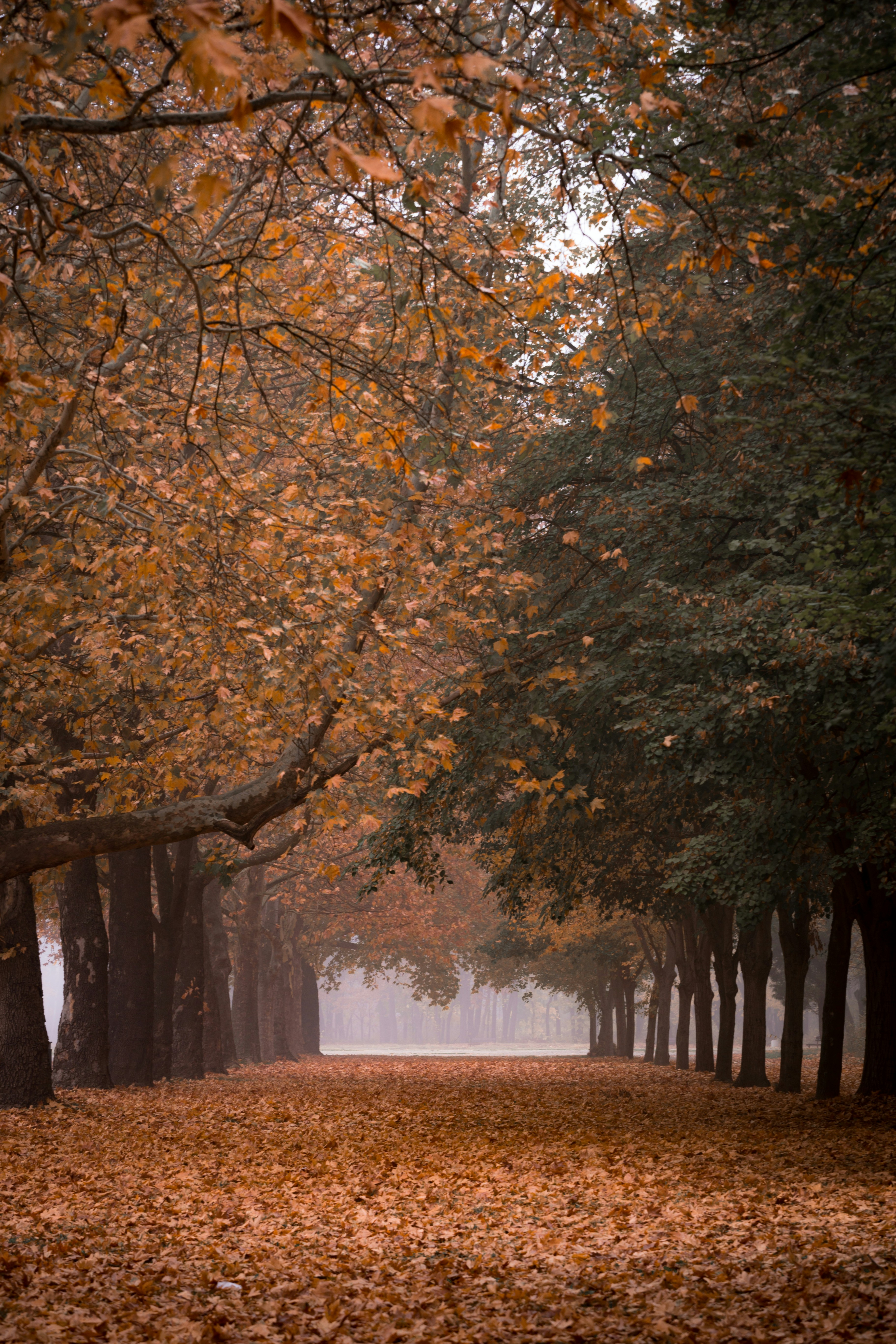 Photo by blooddrainer