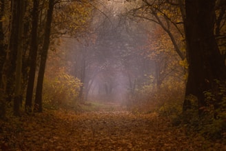 A misty forest path lined with colorful autumn leaves and scattered mushrooms.
