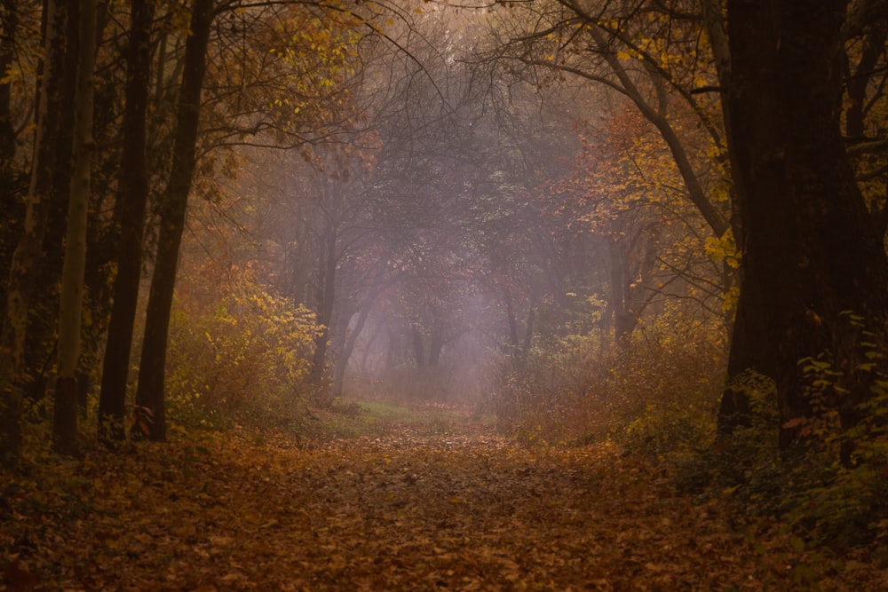 a path through a forest with lots of leaves on the ground