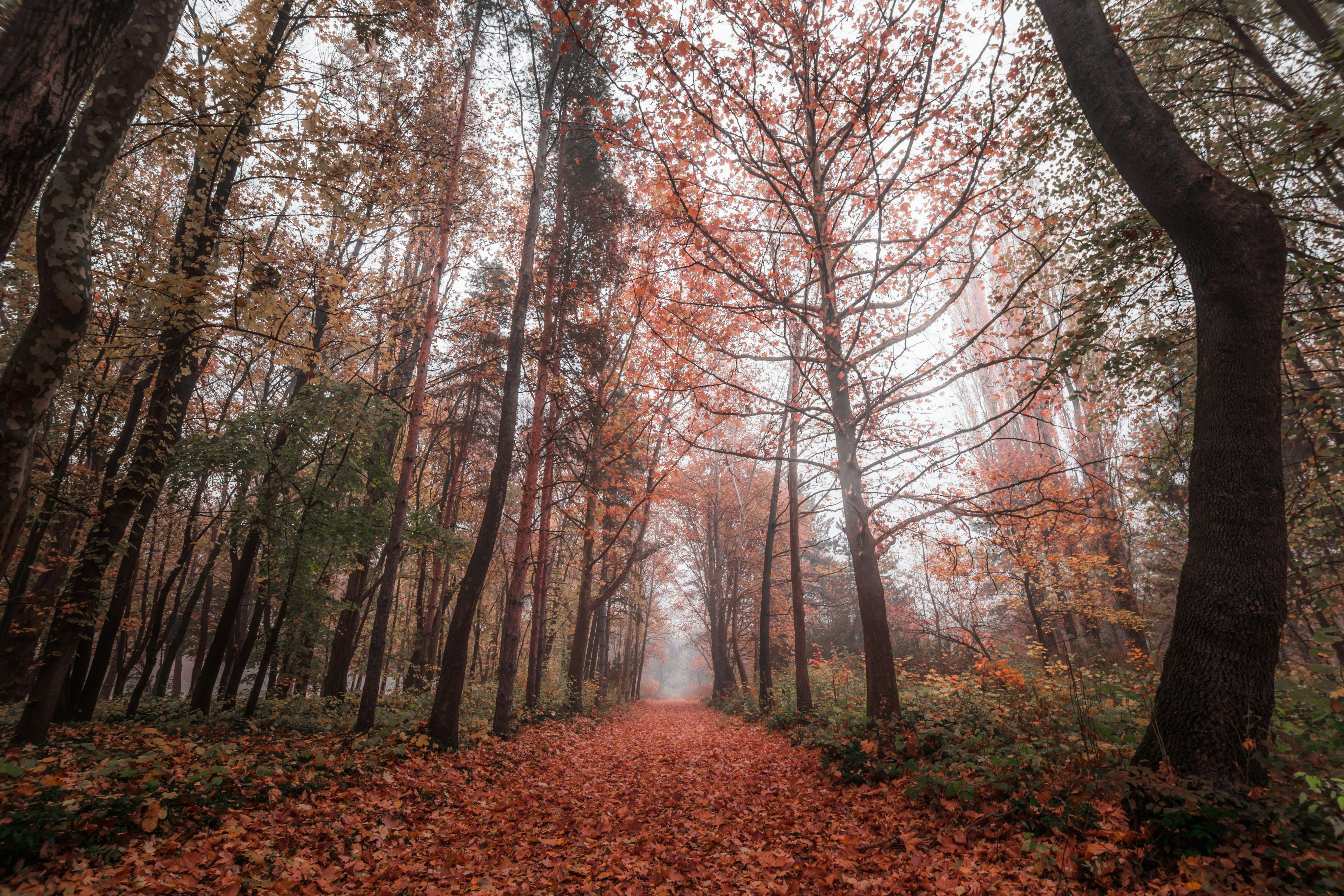 Photo by blooddrainer