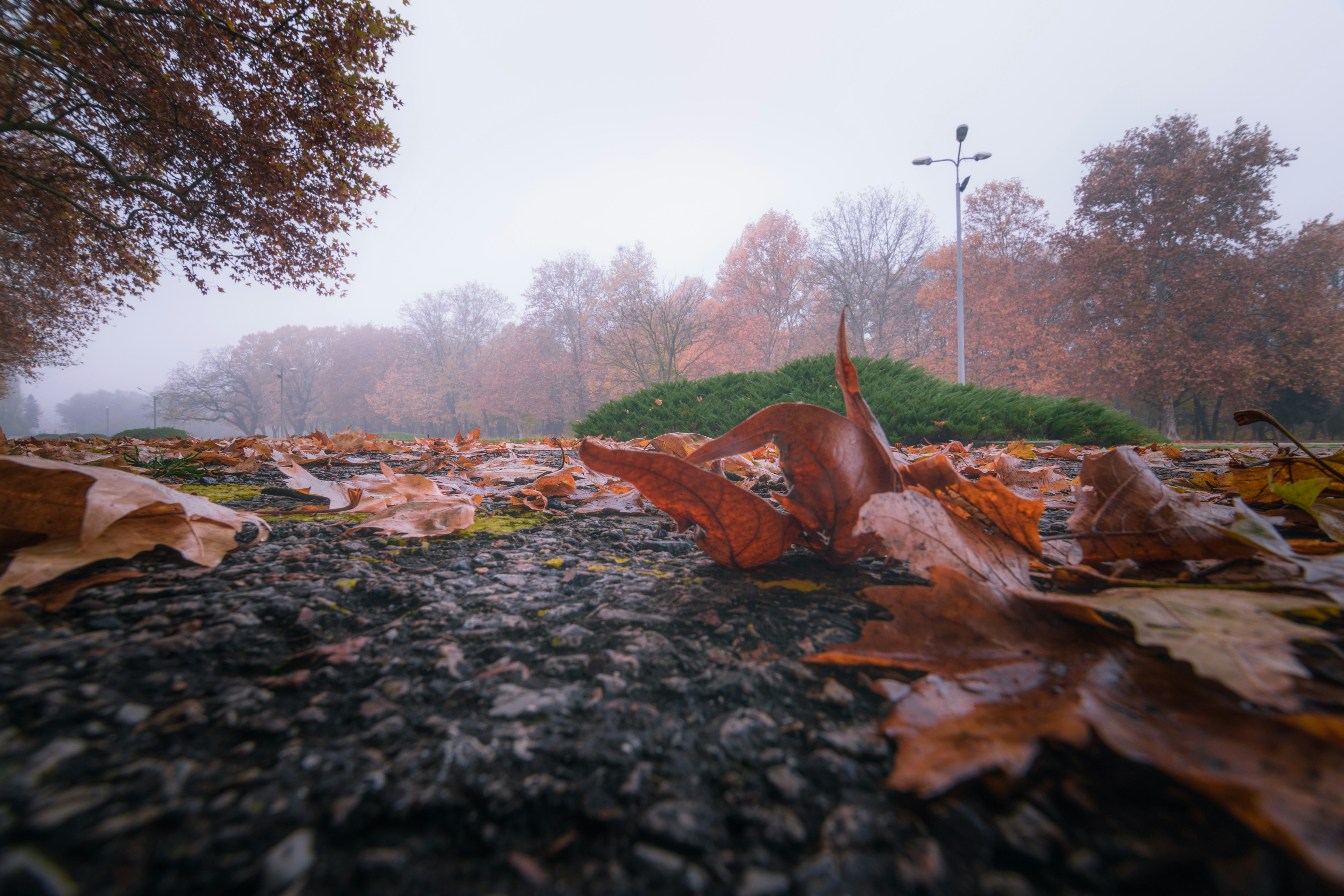 Photo by blooddrainer