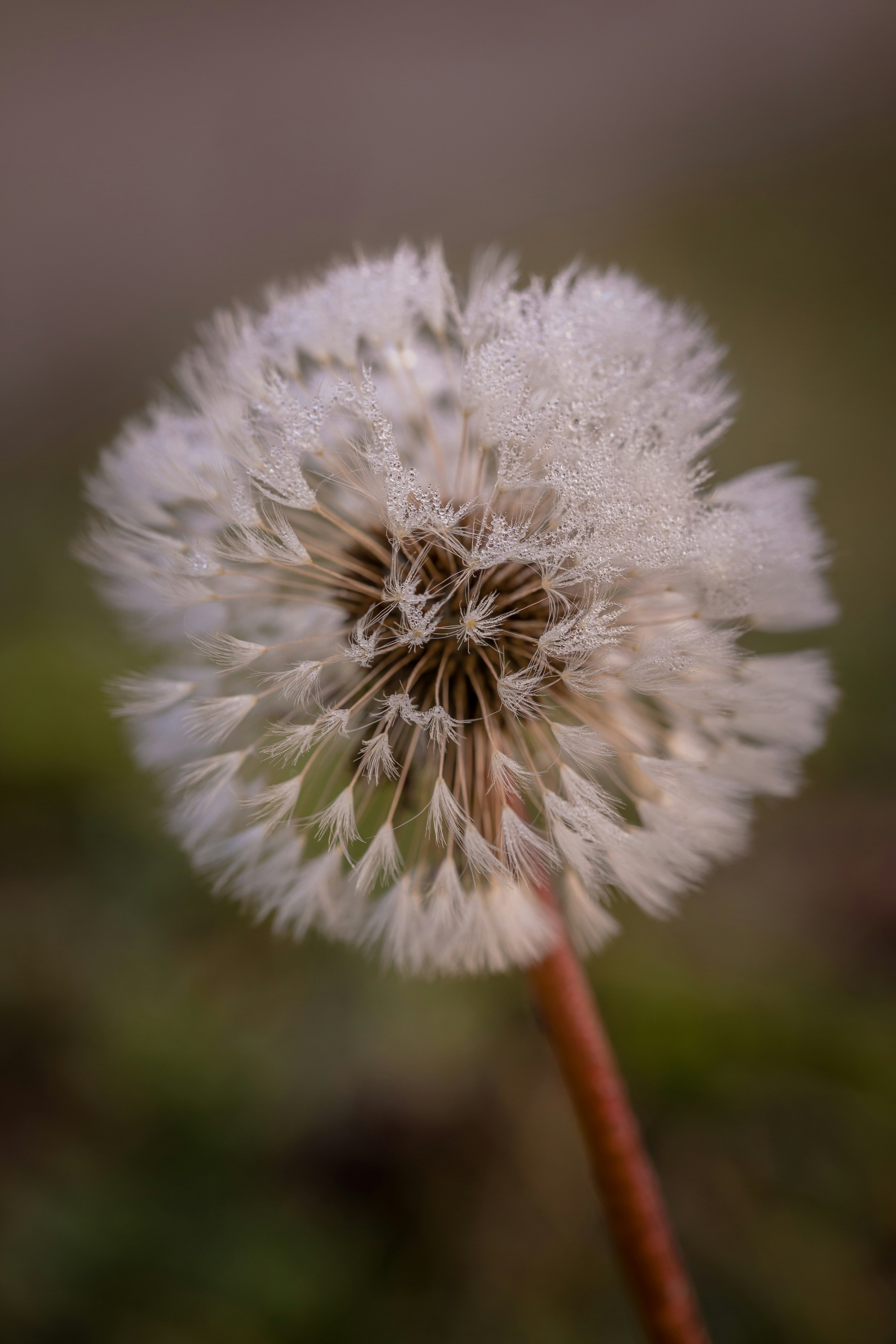 Photo by blooddrainer