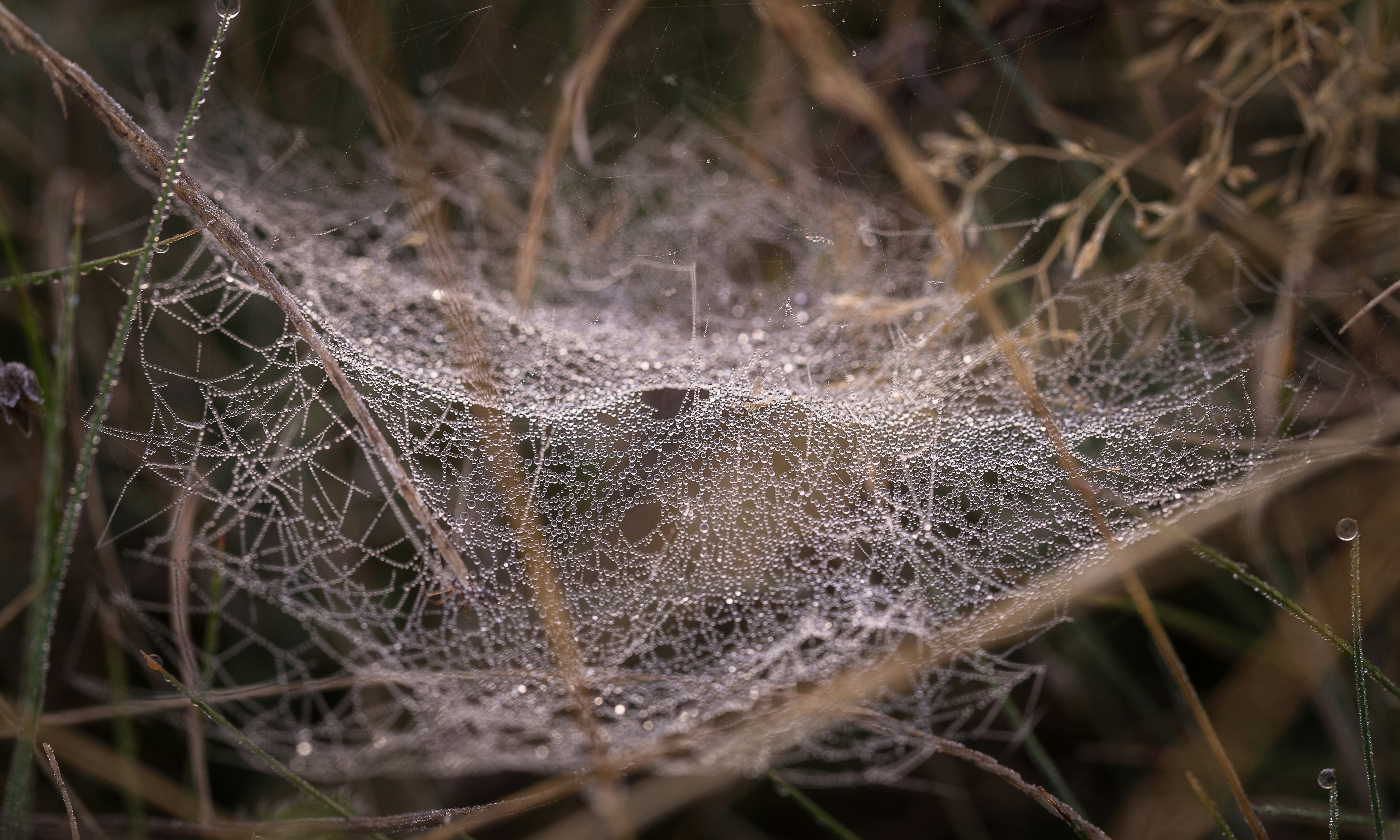 Photo by blooddrainer